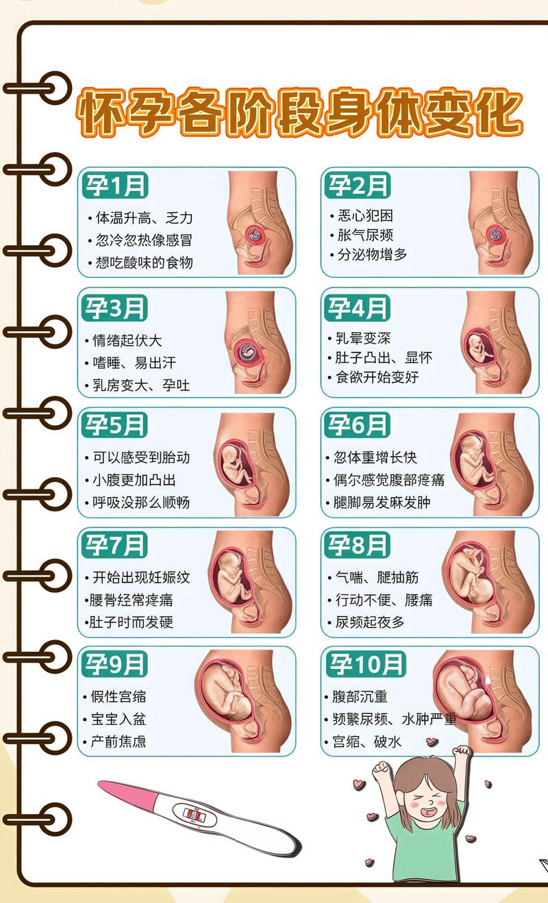 揭秘供卵代孕妈妈怀孕小腹分两节，孕期变化的奥秘甘孜代生机构: